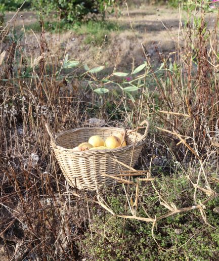 Petit panier