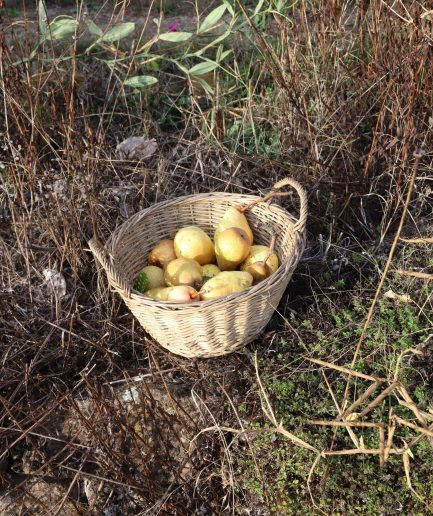 Petit panier