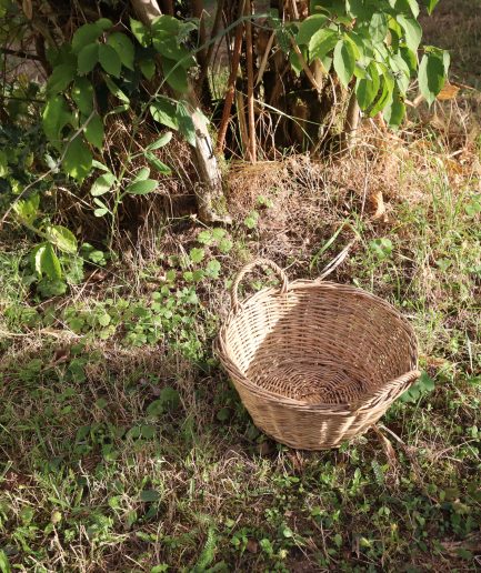Petit panier
